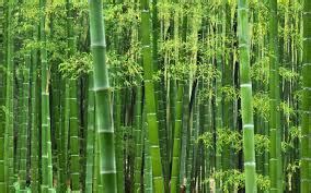 bamboo 意思|BAMBOO在劍橋英語詞典中的解釋及翻譯